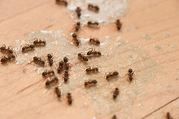 Best Wasp Removal Services  in Brookfield, IL