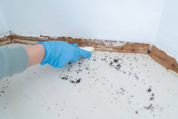 Best Wasp Removal Services  in Brookfield, IL